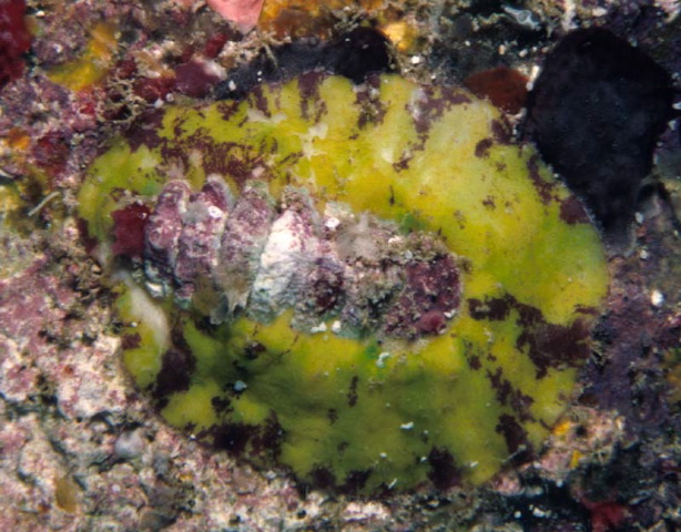 Craspedochiton laqueatus